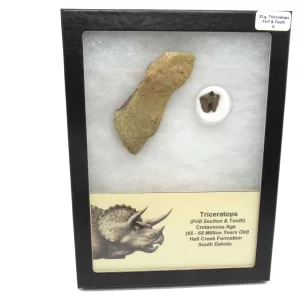 Genuine Cretaceous Age Set of Triceratops Frill and Tooth Fossils for Sale from South Dakota #6a X Large