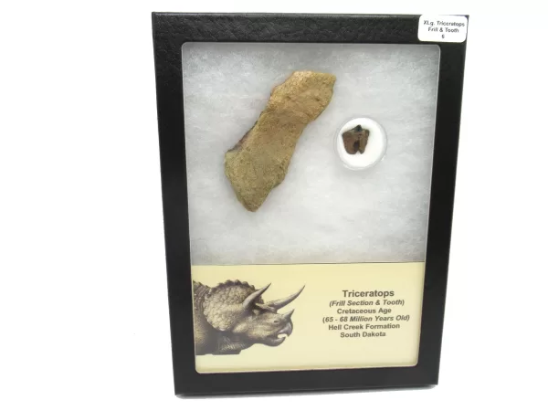 Genuine Cretaceous Age Set of Triceratops Frill and Tooth Fossils for Sale from South Dakota #6a X Large