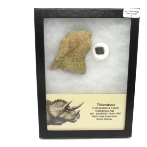 Genuine Cretaceous Age Set of Triceratops Frill and Tooth Fossils for Sale from South Dakota #8a X Large