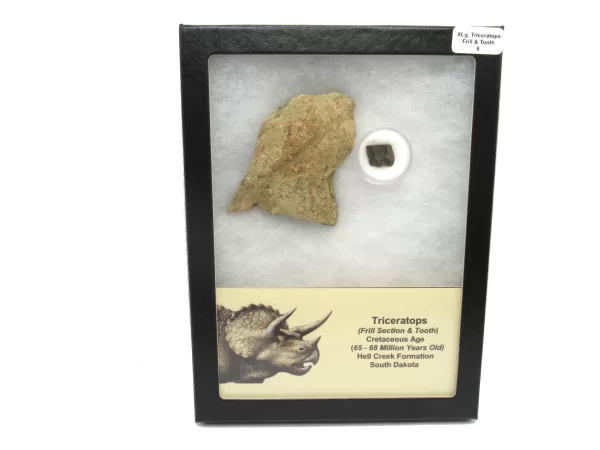 Genuine Cretaceous Age Set of Triceratops Frill and Tooth Fossils for Sale from South Dakota #8a X Large