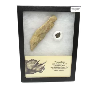 Genuine Cretaceous Age Set of Triceratops Frill and Tooth Fossils for Sale from South Dakota #10a X Large