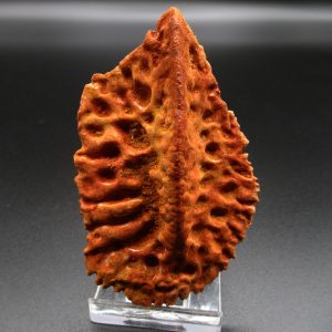 Genuine Elosuchus Crocodile Scute Fossil For Sale from Morocco #6