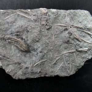 Genuine Ordovician Age Ectenocrinus Crinoid Fossil for Sale from Indiana #3